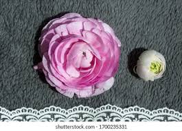 Pink White Ranunculus Flower Seeds for Planting – Garden Favorite, Heirloom & Non-GMO Seeds for Home Garden, 100pcs