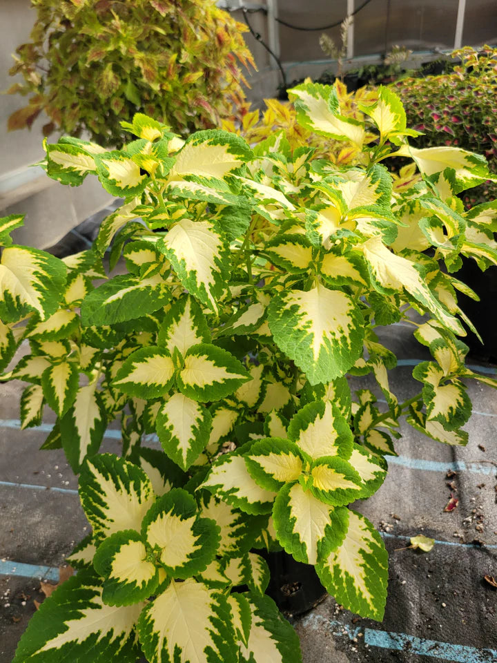 Green Yellow Coleus Flower Seeds for Planting – Heirloom, Non-GMO Long Bloom Season, High Germination Seeds