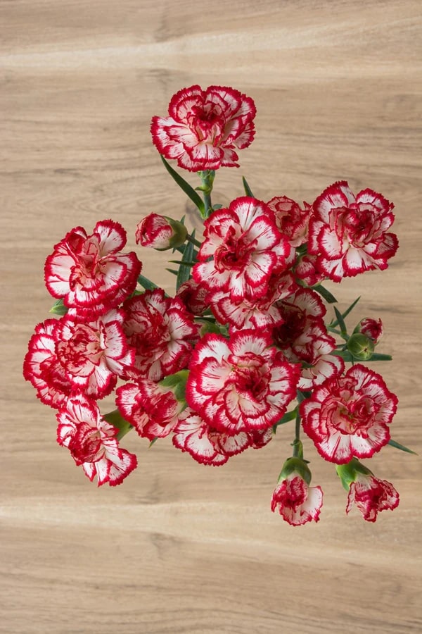 White Red Carnation Flower Seeds for Planting – Garden Favorite, Heirloom, Non-GMO Home Garden
