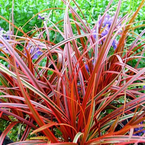 Red Uncinia Firedance Flower Seeds for Planting – Heirloom Non-GMO, High Germination Organic Garden Seeds