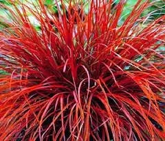 Red Uncinia Firedance Flower Seeds for Planting – Heirloom Non-GMO, High Germination Organic Garden Seeds