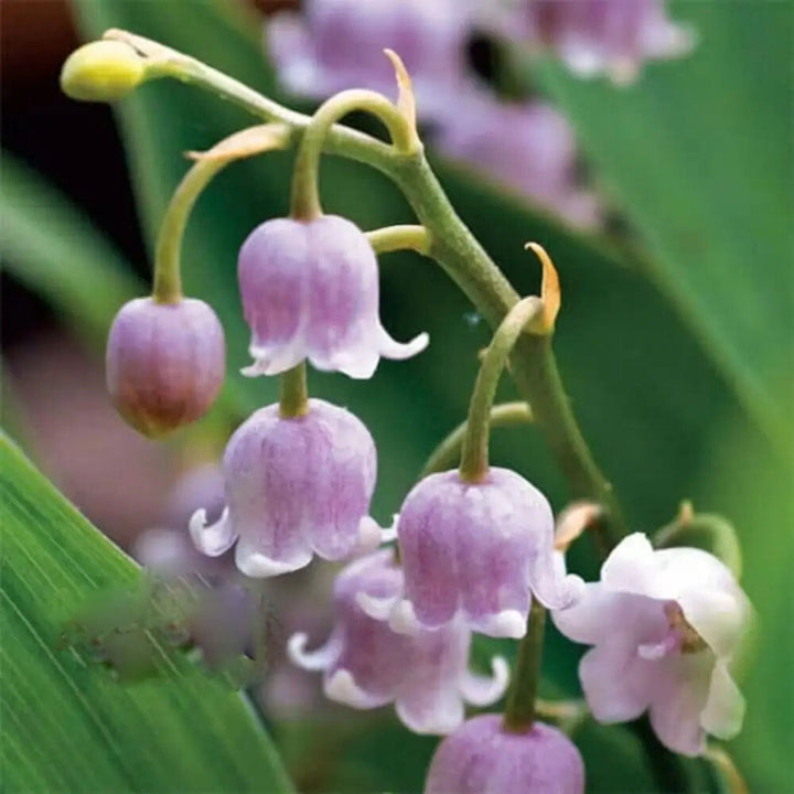 White Purple Bell Orchid Flower Seeds for Planting – Heirloom Non-GMO, High Germination Organic Garden Seeds
