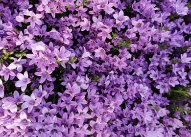 Violet Mini Violet Flower Seeds for Planting – Heirloom, Non-GMO, Cottage Garden Essential, High Germination