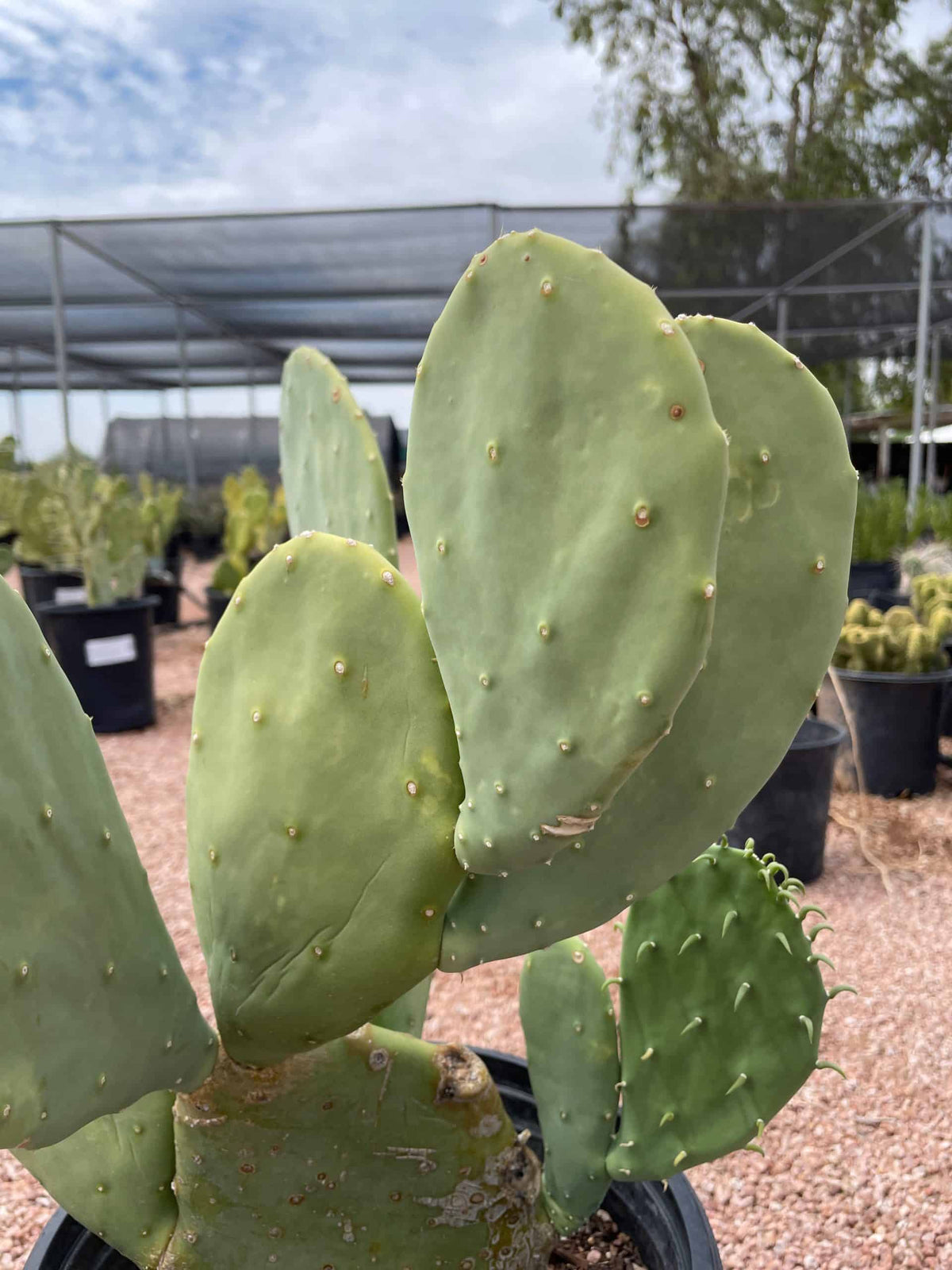 Opuntia Plant Seeds for Planting – Heirloom, Non-GMO Hardy Drought-Resistant Cactus Garden Seeds