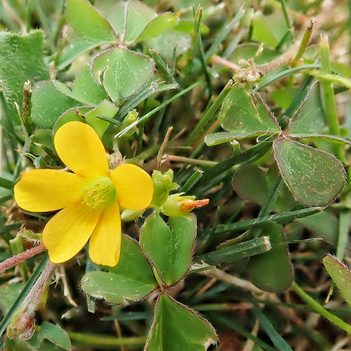 Flower Seeds, Seeds,Seeds For Planting,Plant Seeds