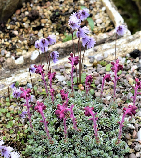Purple Saxifraga Sempervivum Flower Seeds for Planting – Heirloom, Non-GMO, High Germination Garden Seeds
