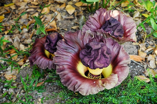 Elephant Foot Yam Flower Seeds for Planting – Heirloom, Non-GMO, High Germination Organic Garden Seeds