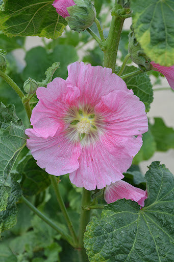 Pink Althaea Rosea Flower Seeds for Planting – Heirloom, Non-GMO, High Germination Organic Garden Seeds
