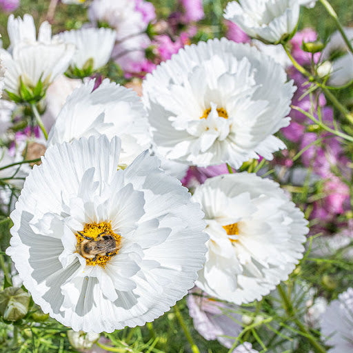 Cupcakes White Cosmos Flower Seeds (Cosmos bipinnatus) – Heirloom, Non-GMO Elegant Blooms for Garden Planting