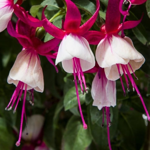 Pink White Fuchsia Flower Seeds for Planting – Heirloom, Non-GMO, High Germination Garden Favorite