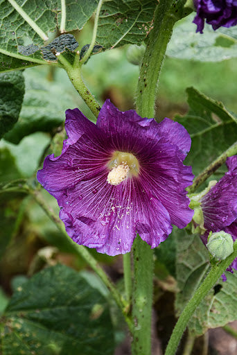 Dark Purple Althaea Rosea Flower Seeds for Planting – Heirloom, Non-GMO, Compact Growth, High Germination