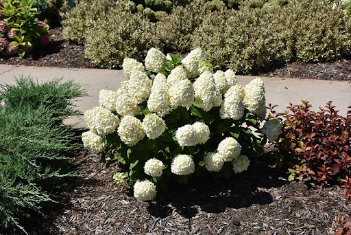 Little Lime Hydrangea Flower Seeds for Planting – Heirloom Non-GMO, High Germination Organic Garden Seeds