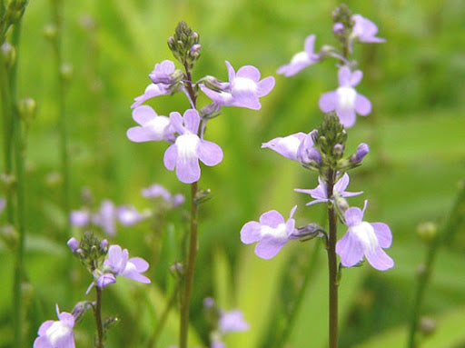 Oldfield Toadflax Flower Seeds for Planting – Heirloom Non-GMO, High Germination Organic Garden Seeds