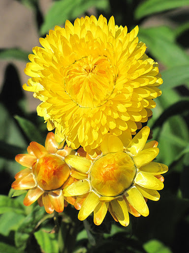 Yellow StrawFlower Seeds for Planting – Heirloom Non-GMO, High Germination Organic Garden Seeds