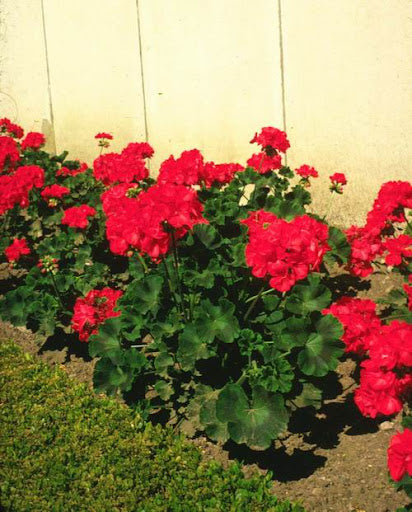 Geranium Apple Blossom Red Flower Seeds for Planting – Heirloom, Non-GMO, High Germination Organic Garden Seeds