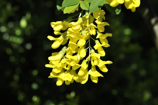 Yellow Laburnum Flower Seeds for Planting – Heirloom Non-GMO, High Germination Organic Garden Seeds