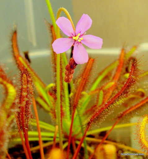 Pink Sundew Flower Seeds for Planting 100 pcs - Heirloom, Non-GMO, High Germination Organic Garden Seeds