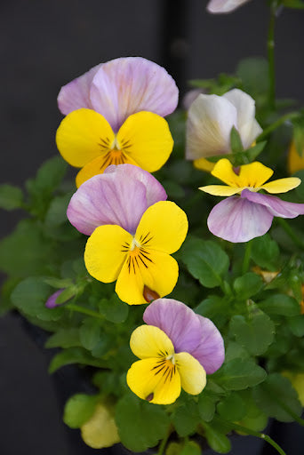 Yellow Pink Mini Violet Flower Seeds for Planting – Heirloom, Non-GMO, Wildflower Mix, High Germination