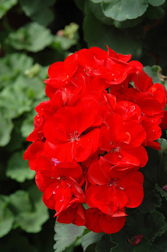 Dark Red Geranium Flower Seeds for Planting – Fragrant Blossoms, Heirloom Non-GMO High Germination Garden Seeds