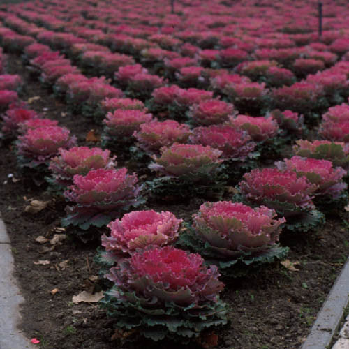 Red Brassica Oleracea Flower Seeds for Planting – Wildflower Mix, Heirloom & Non-GMO Organic Garden Seeds