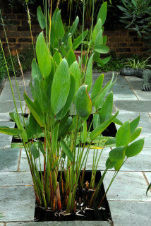 Green Thalia Dealbata Flower Seeds for Planting – Heirloom, Non-GMO, High Germination Organic Garden Seeds