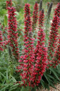 Red Amoenum Flower Seeds for Planting – Vibrant Colors, Heirloom, Non-GMO, High Germination Organic Garden Seeds