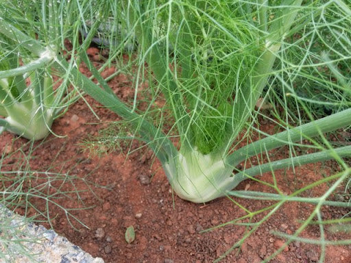 White Fennel Seeds – Heirloom Non‑GMO Aromatic Vegetable Garden Seeds for Planting, Organic Garden Seeds