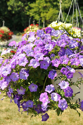 Lavender Hanging Petunia Flower Seeds for Planting – Heirloom, Non-GMO, High Germination Organic Garden Seeds
