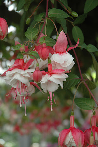 Double Petals Fuchsia Flower Seeds for Planting | Heirloom Non-GMO High Germination