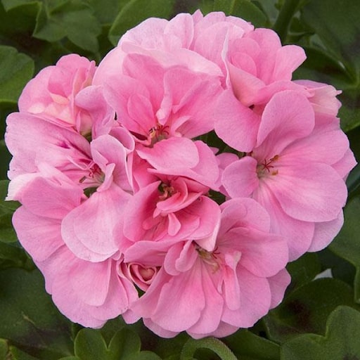 Pale Pink Geranium Flower Seeds for Planting – Heirloom, Non-GMO, Perfect for Borders, High Germination