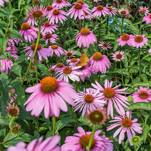 Flower Seeds, Seeds,Seeds For Planting,Plant Seeds