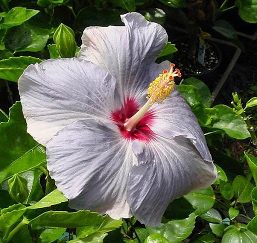 Light Grey Higanbana Flower seeds for Planting – Vibrant Colors, Heirloom &amp; Non-GMO Home Garden
