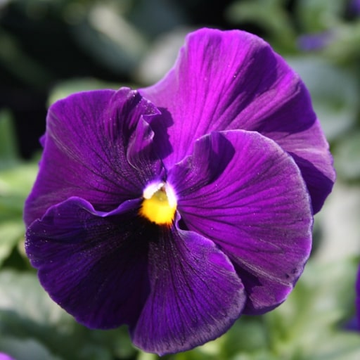 Purple Pansy Flower Seeds for Planting – Heirloom, Non-GMO, Easy to Grow, High Germination