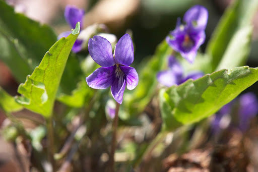 Viola Yedoensis Flower Seeds for Planting – Heirloom, Non-GMO, High Germination Organic Garden Seeds