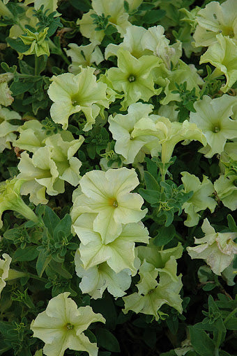 Green Petunia Flower Seeds for Planting – Heirloom Non-GMO Seeds, High Germination for Home Garden