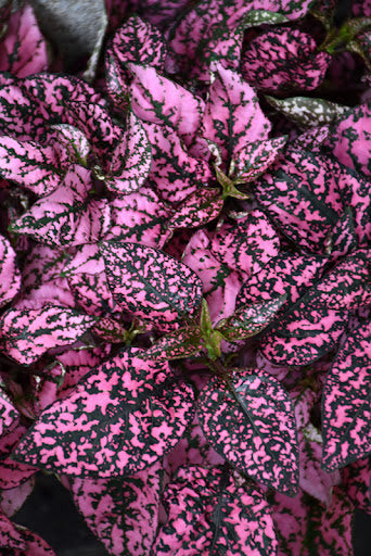 Pink Hypoestes Polka Flower Seeds for Planting – Heirloom Non-GMO, High Germination Organic Garden Seeds