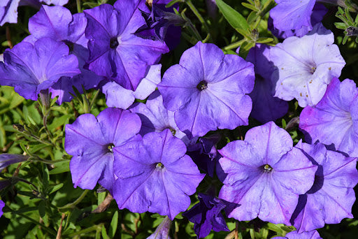 Blue Petunia Wave Flower Seeds for Planting – Heirloom Non-GMO High Germination Organic Garden Seeds