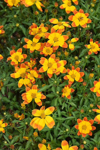 Bidens Flower Seeds for Planting – Heirloom Non-GMO, High Germination Organic Garden Seeds