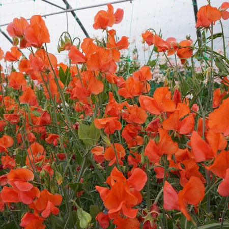 Orange Sweet Pea Flower Seeds for Planting – Colorful Display, Heirloom, Non-GMO for Home Garden