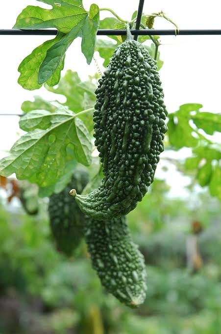 Japanese Bitter Gourd (Goya) Vegetable Seeds for Planting – Heirloom & Non-GMO Seeds, Tropical Bitter Melon