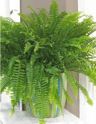 Green Fern Seeds for Planting – Heirloom, Non-GMO, Hardy Variety, High Germination