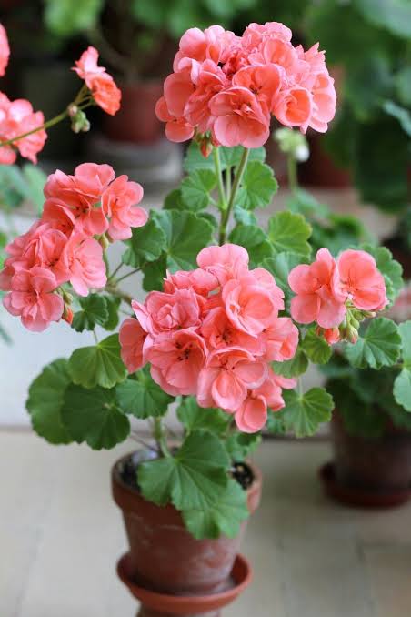 Light Orange Geranium Flower Seeds for Planting – Heirloom, Non-GMO, High Germination Organic Garden Seeds