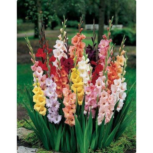 Mixed Gladiolus Flower Seeds for Planting – Seasonal Bloomer, Heirloom, Non-GMO, High Germination Organic Garden Seeds