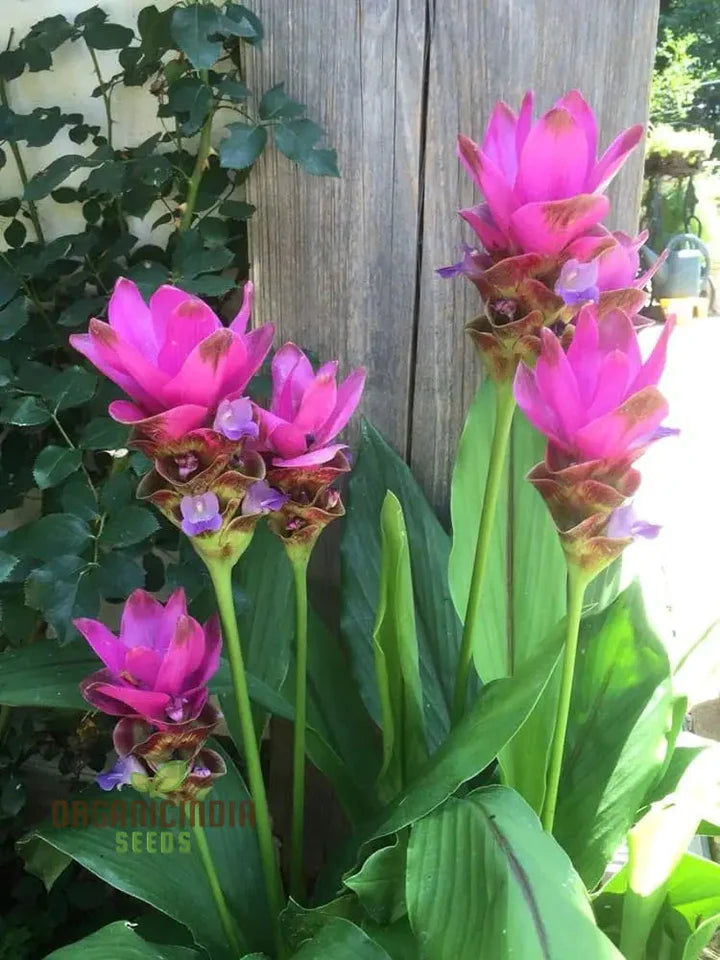 Pink Turmeric Flower Seeds (Curcuma) for Planting – Organic, Heirloom, Non-GMO Tropical Blooms for Garden & Landscaping