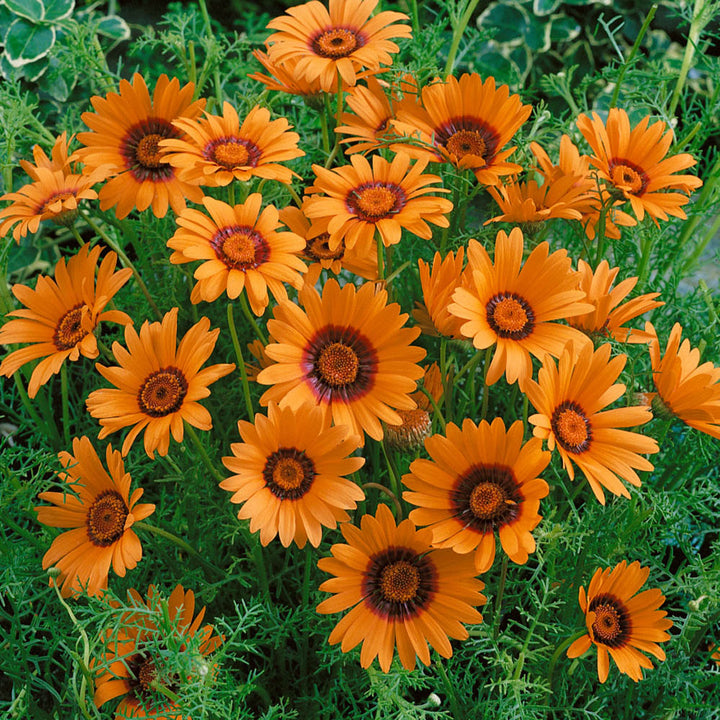 Orange Anthemoides Flower Seeds for Planting – Heirloom Non-GMO, High Germination Organic Garden Seeds
