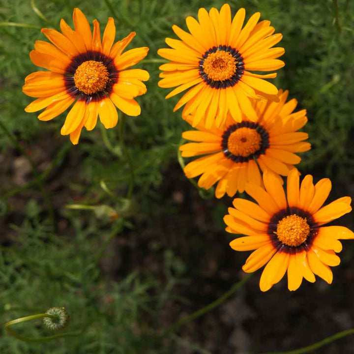 Orange Anthemoides Flower Seeds for Planting – Heirloom Non-GMO, High Germination Organic Garden Seeds