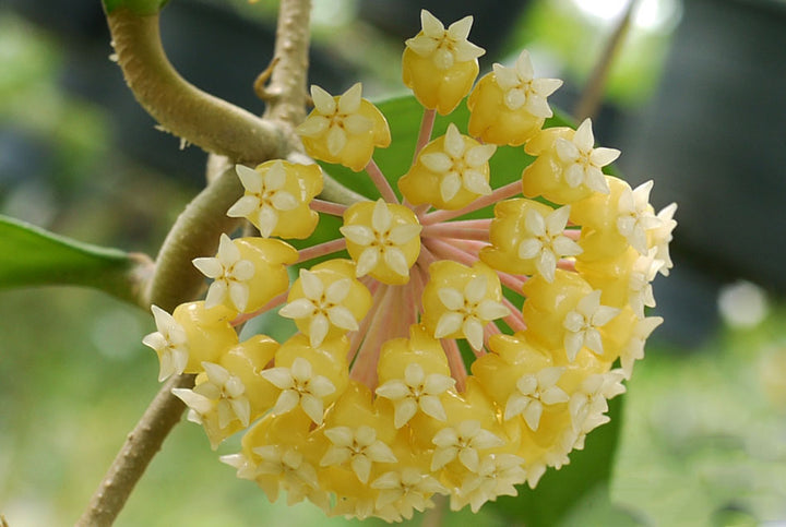 Light Yellow Hoya Flower Seeds for Planting – Garden Favorite, Heirloom & Non-GMO Organic Garden Seeds