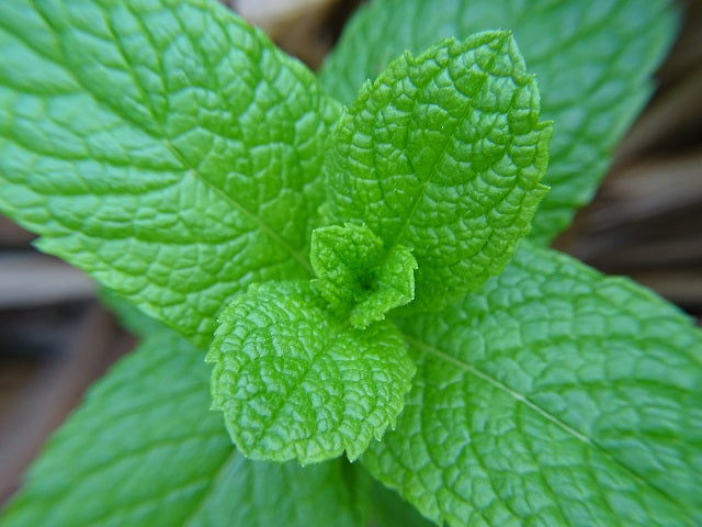 Green Mentha Spicata Spearmint Herb Seeds – Heirloom, Non-GMO Herb for Year-Round Garden Planting
