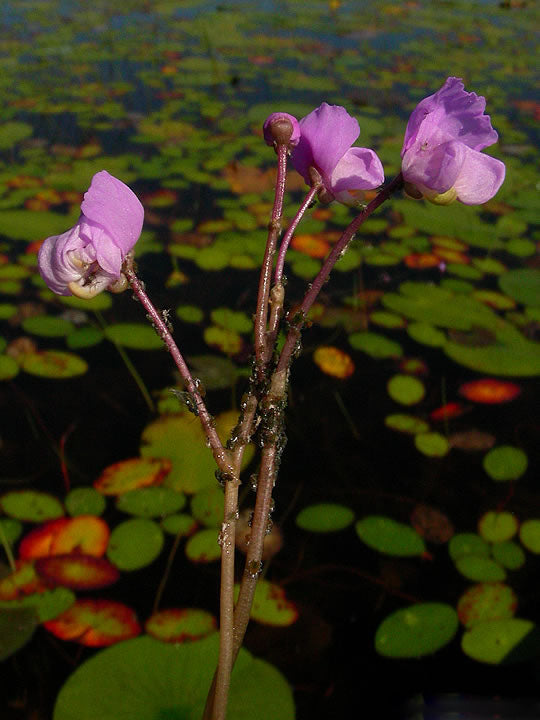 Violet Utricularia Flower Seeds for Planting – Heirloom Non-GMO, High Germination Organic Garden Seeds