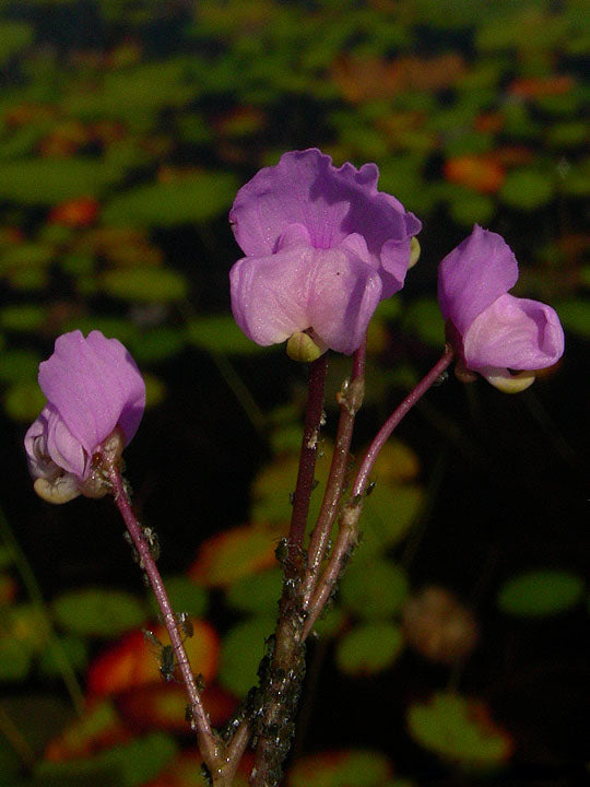 Violet Utricularia Flower Seeds for Planting – Heirloom Non-GMO, High Germination Organic Garden Seeds